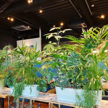 세련된 관엽식물