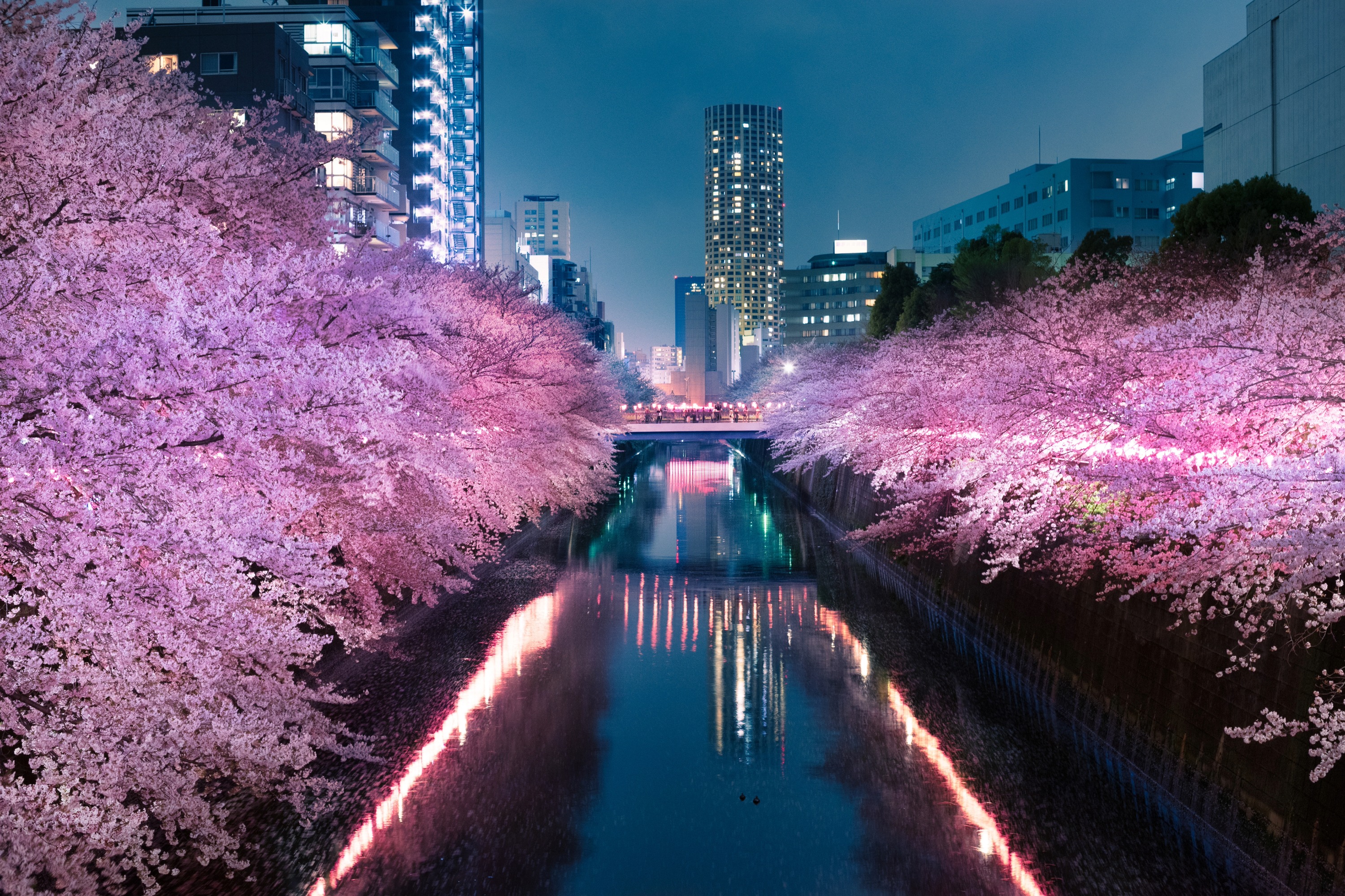 目黒川の夜桜ライトアップ
