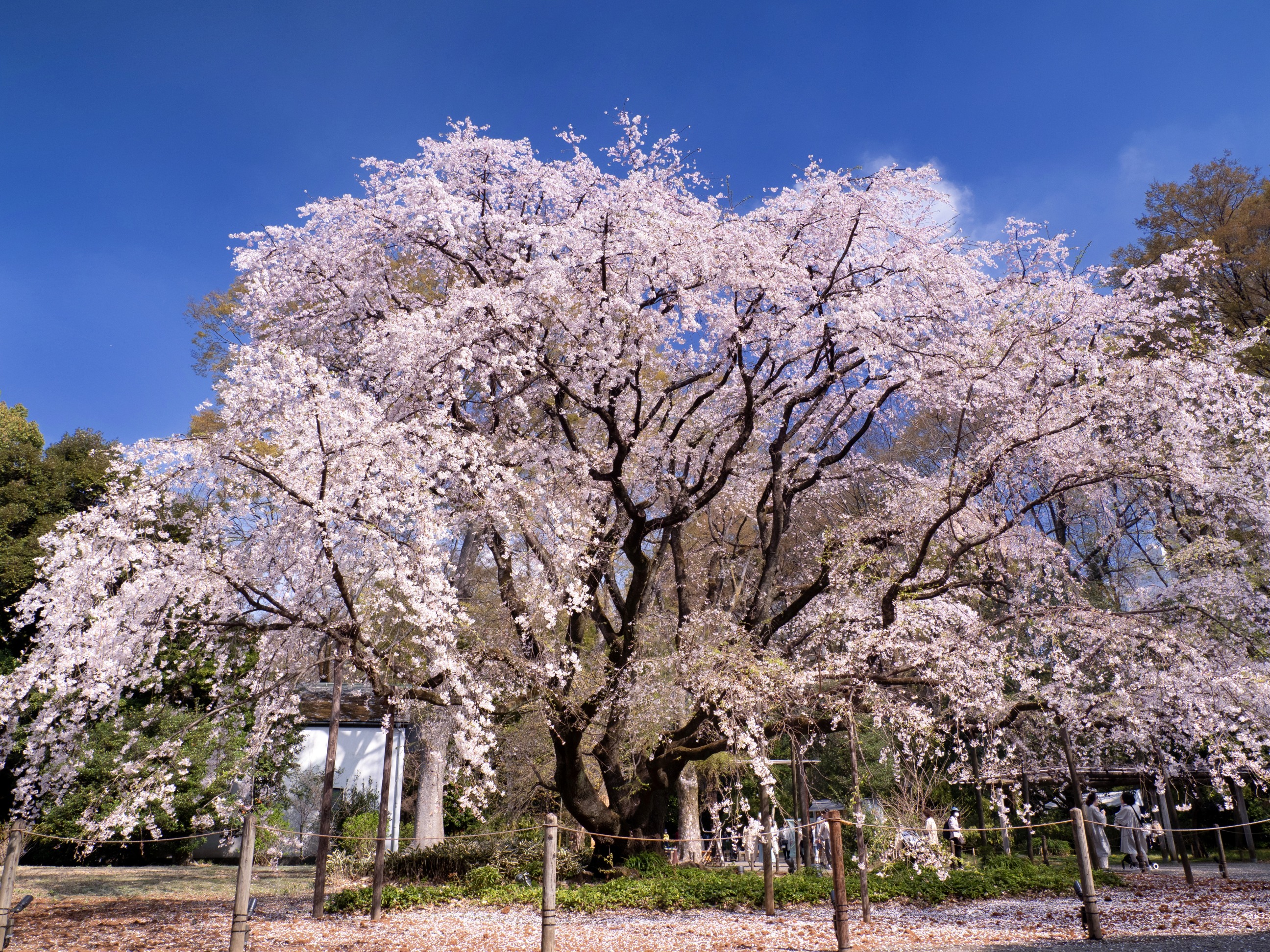 六義園
