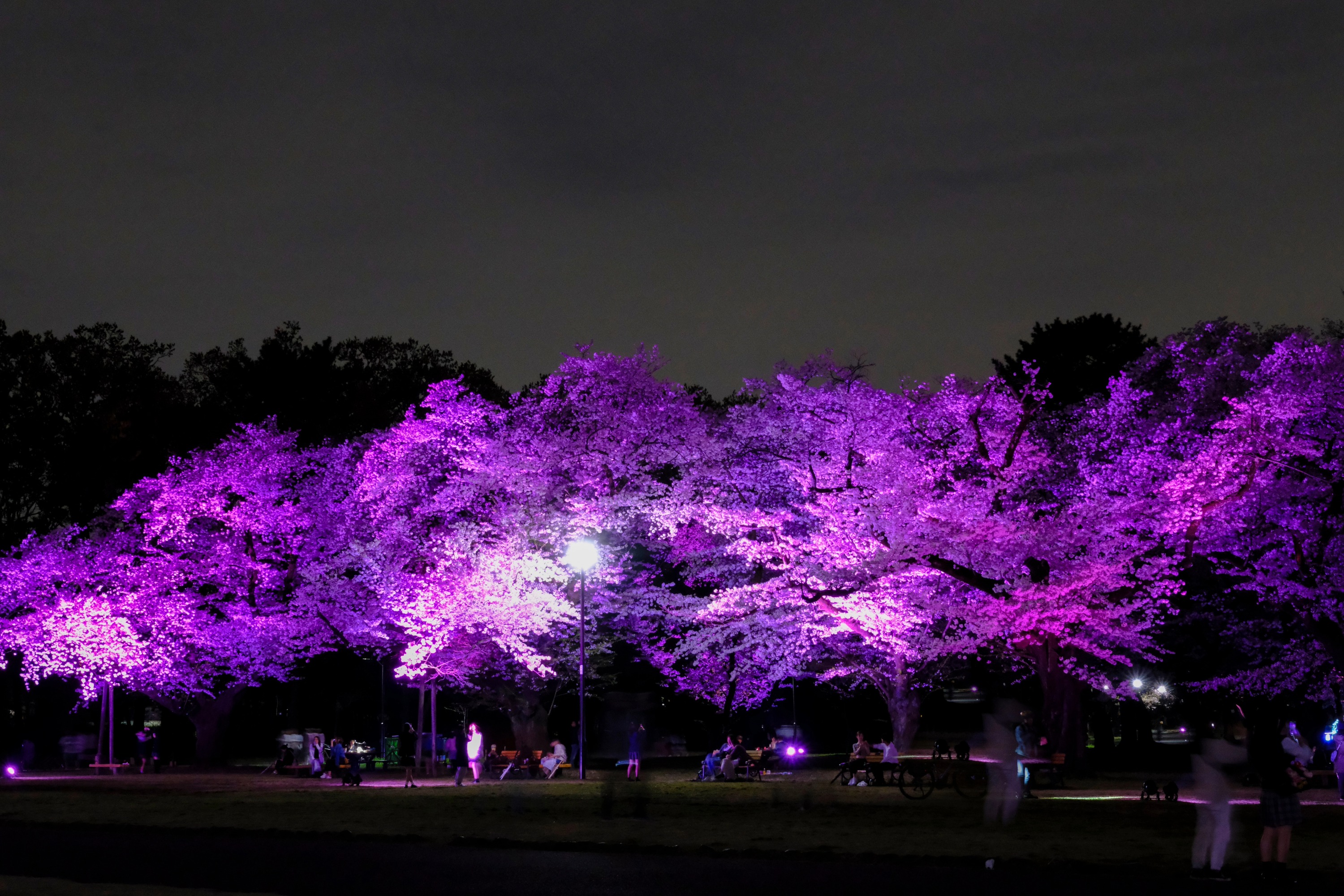 小金井公園