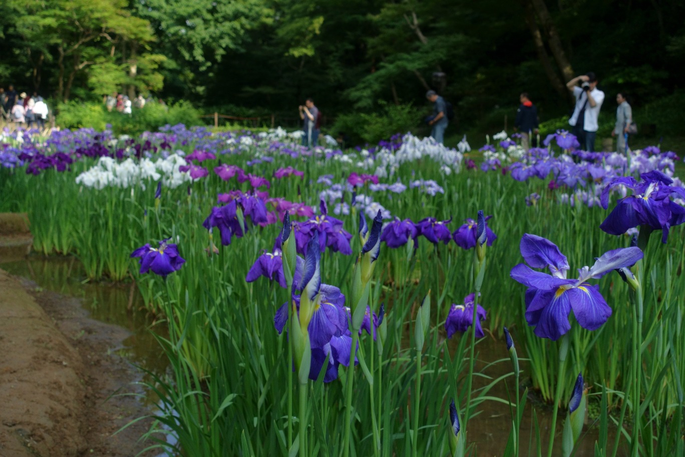 明治神宮御苑の花菖蒲